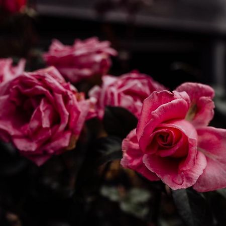 Willa Bicheno Gardens Zewnętrze zdjęcie