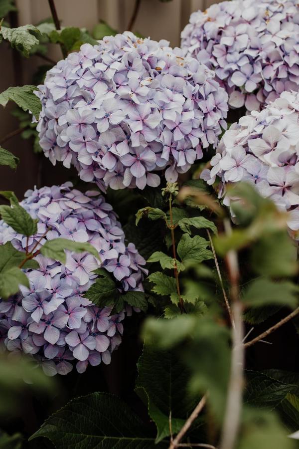 Willa Bicheno Gardens Zewnętrze zdjęcie