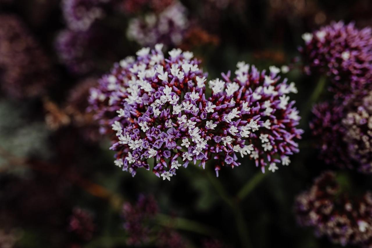 Willa Bicheno Gardens Zewnętrze zdjęcie