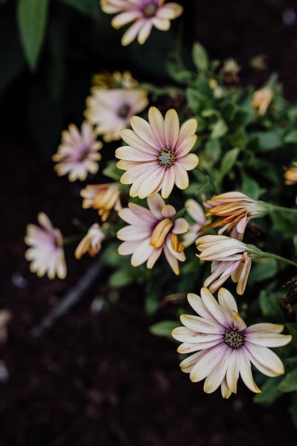 Willa Bicheno Gardens Zewnętrze zdjęcie