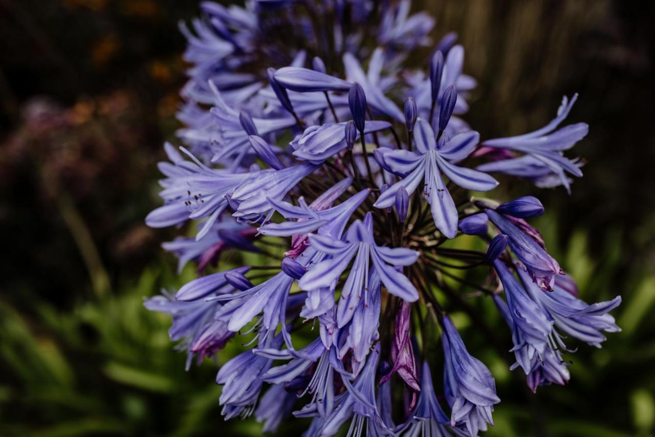 Willa Bicheno Gardens Zewnętrze zdjęcie